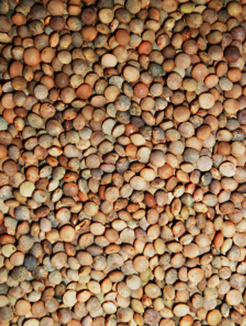 Man glowt nich wat man verdroage kann – Von der Kunst eine Linsensuppe zu kochen