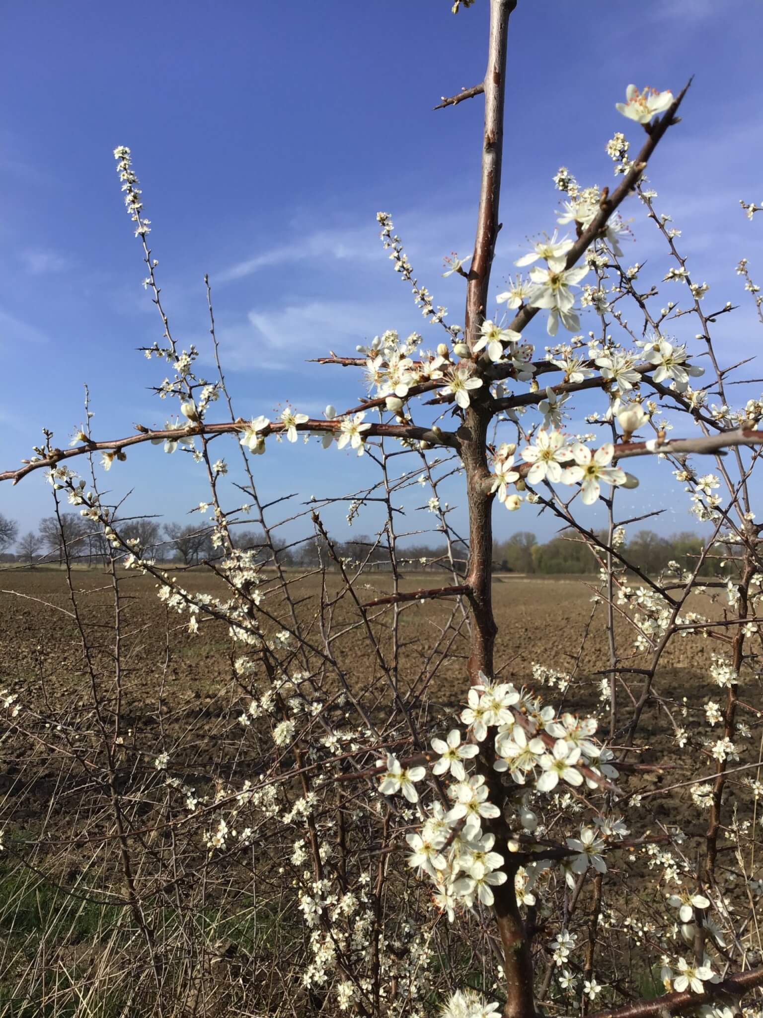 Die naturfarbene E-Wölfin steht auf der halbwilden Wiese rum