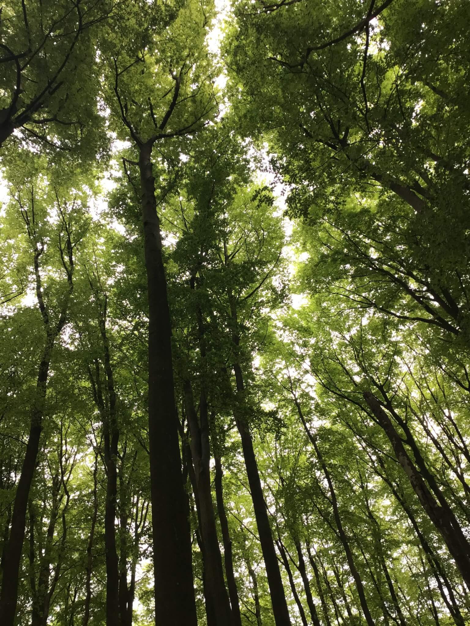 Die naturfarbene E-Wölfin fährt zum Schattiner Zuschlag