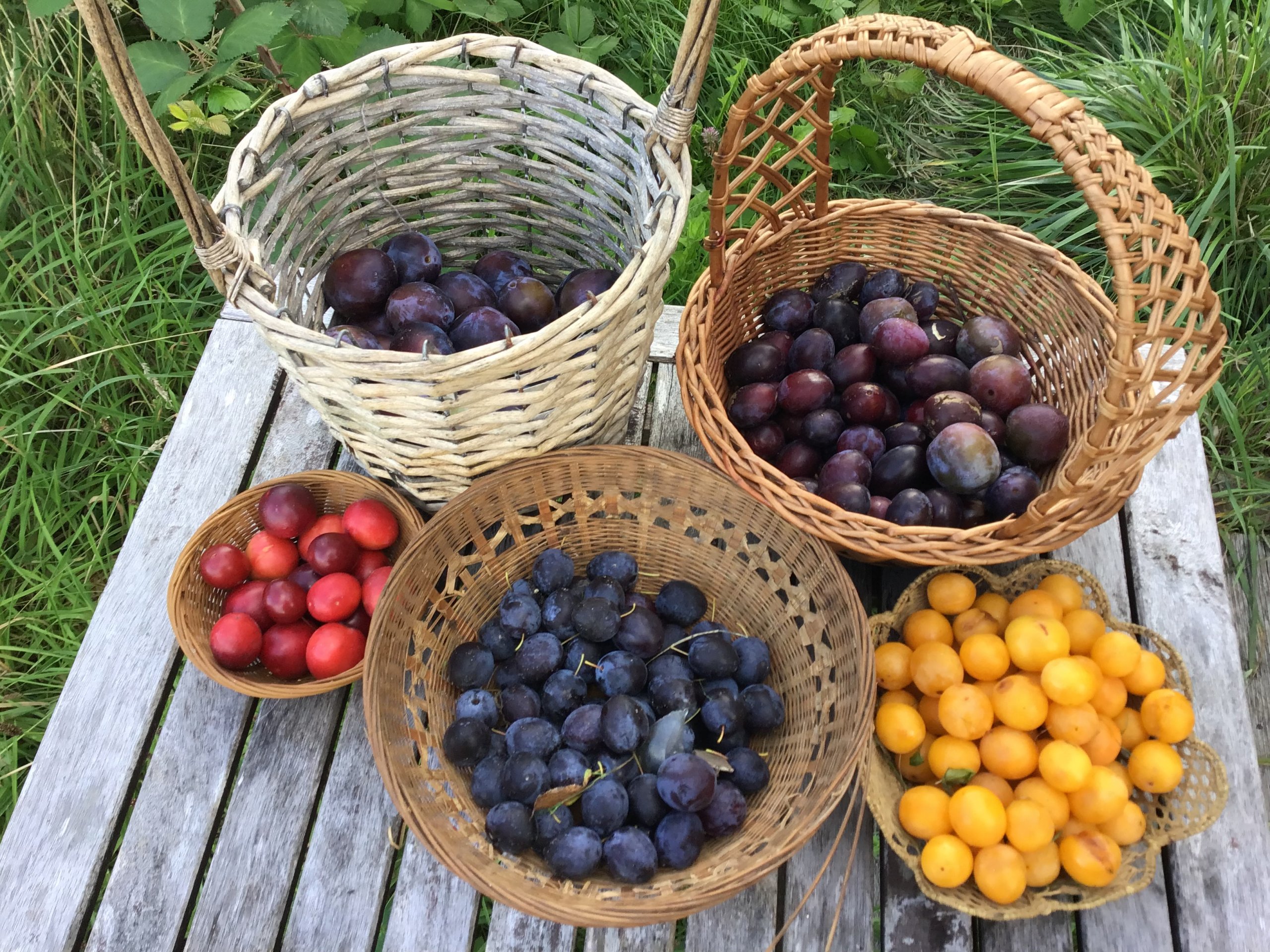 Altes & NEUES AUS NEUENGAMME & benachbarten Landen – Teil III – Auf Feld, Weide und Wiese
